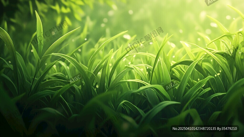 阳光照耀下的翠绿草地