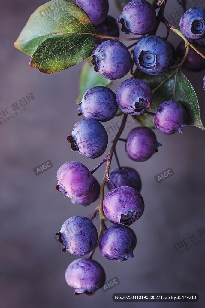 枝头紫蓝蓝莓果实饱满