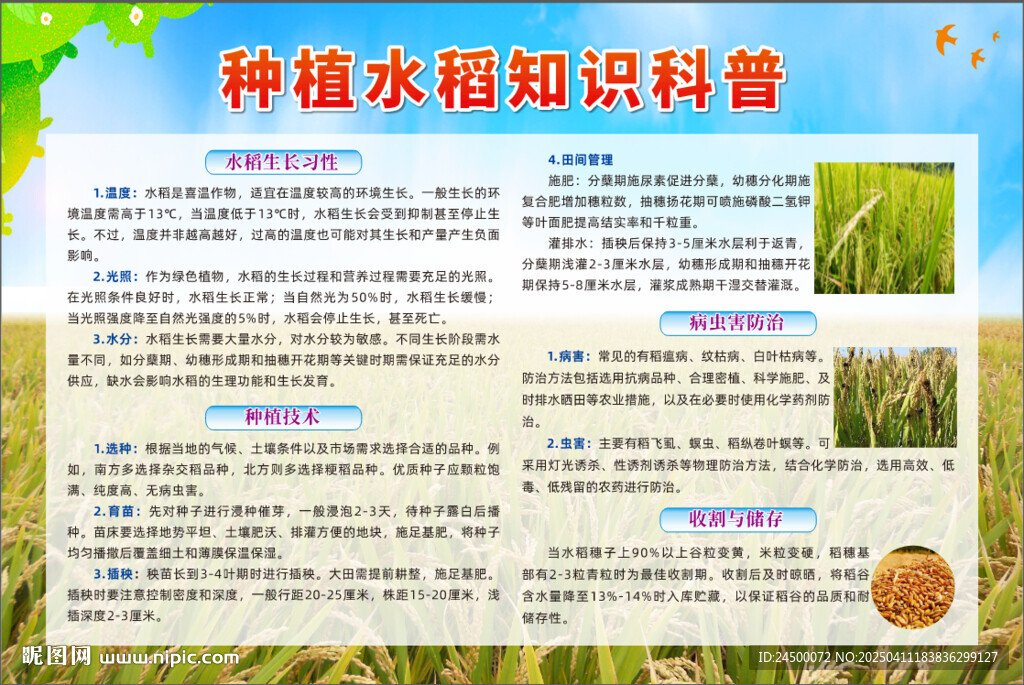 种植水稻知识科普