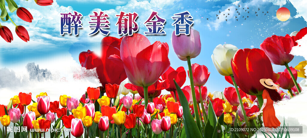 郁金香 