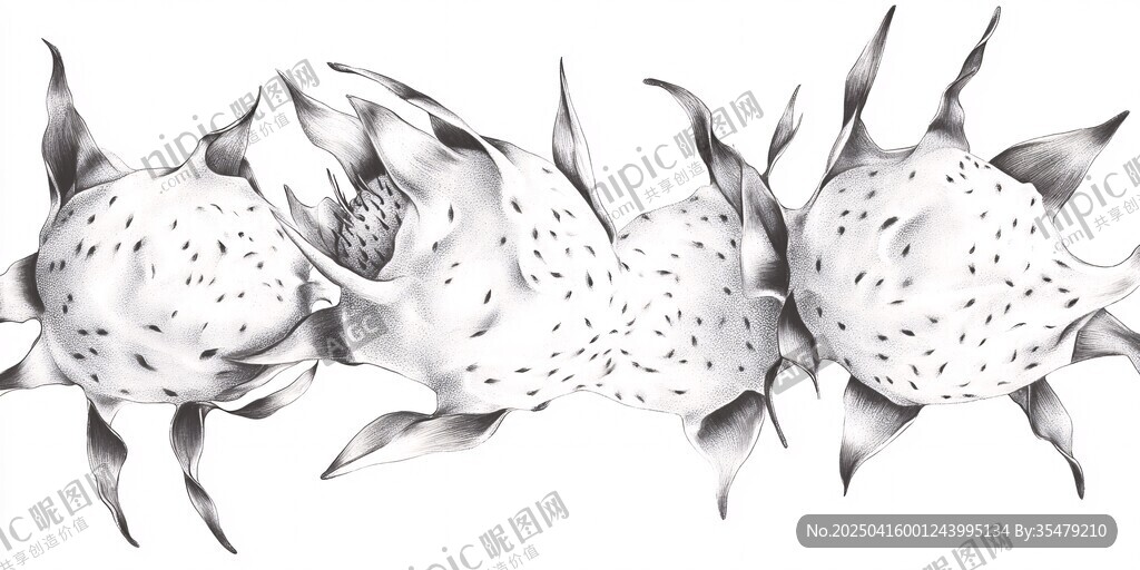 黑白风火龙果插画