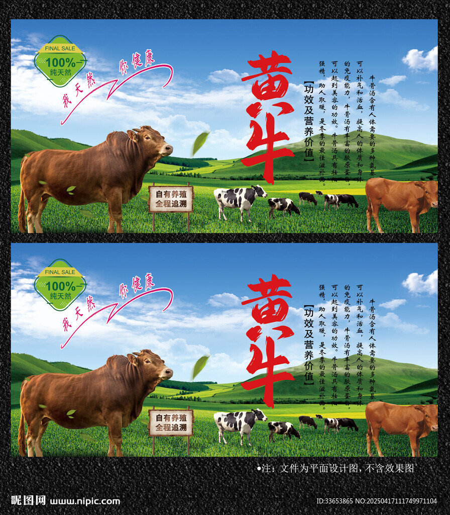 草原散养黄牛
