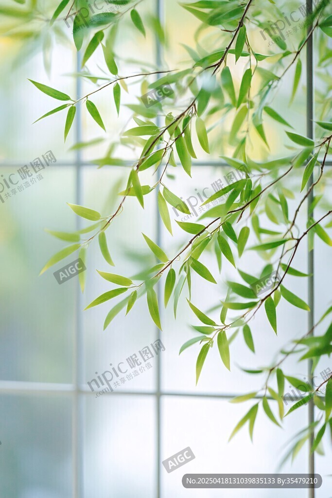 窗前绿竹 清新自然景致