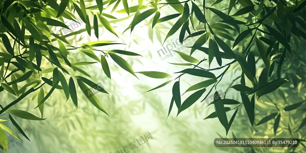 阳光透过竹叶的清新景象