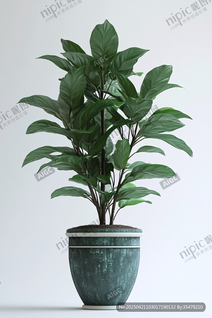 绿色盆栽植物的优雅姿态