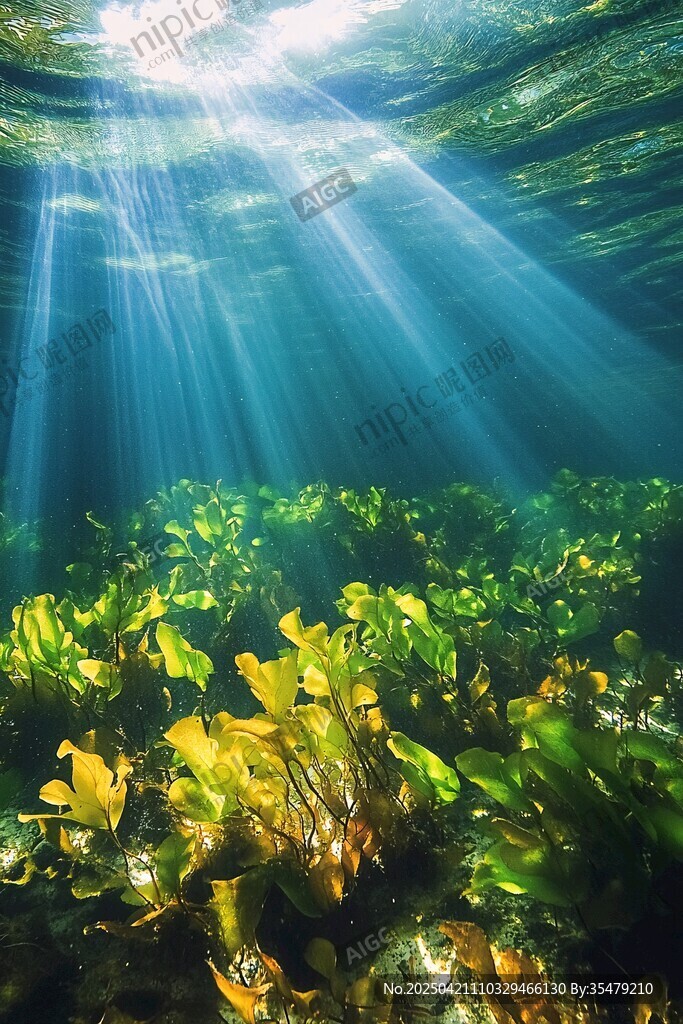 海底阳光照耀下的绿色植物