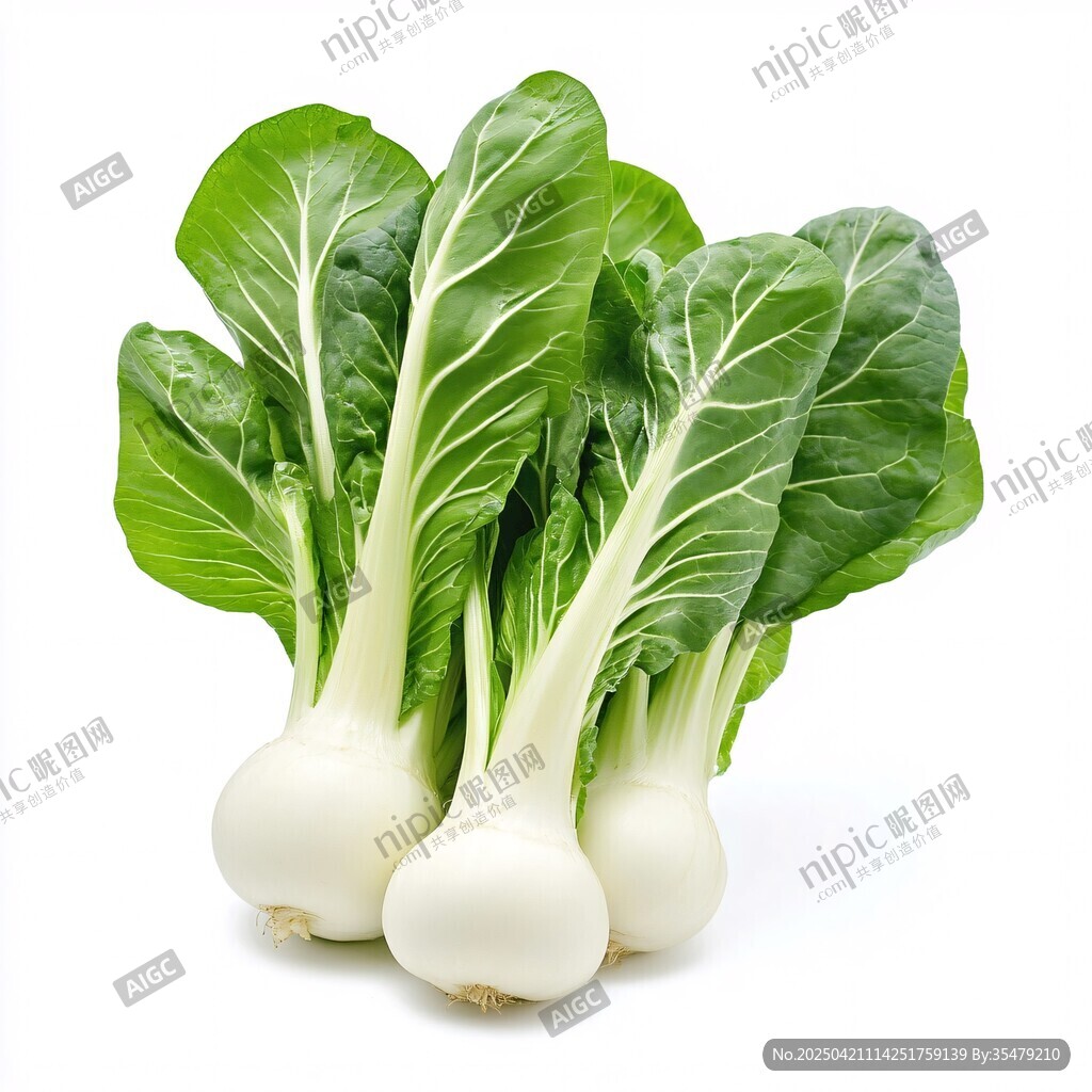 新鲜奶白菜 嫩绿又饱满