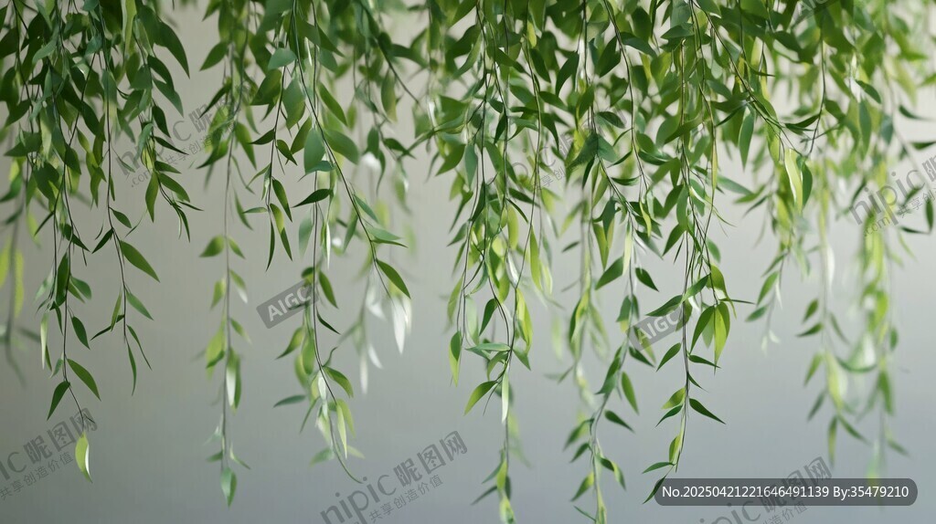 垂柳细枝低垂绿意盎然