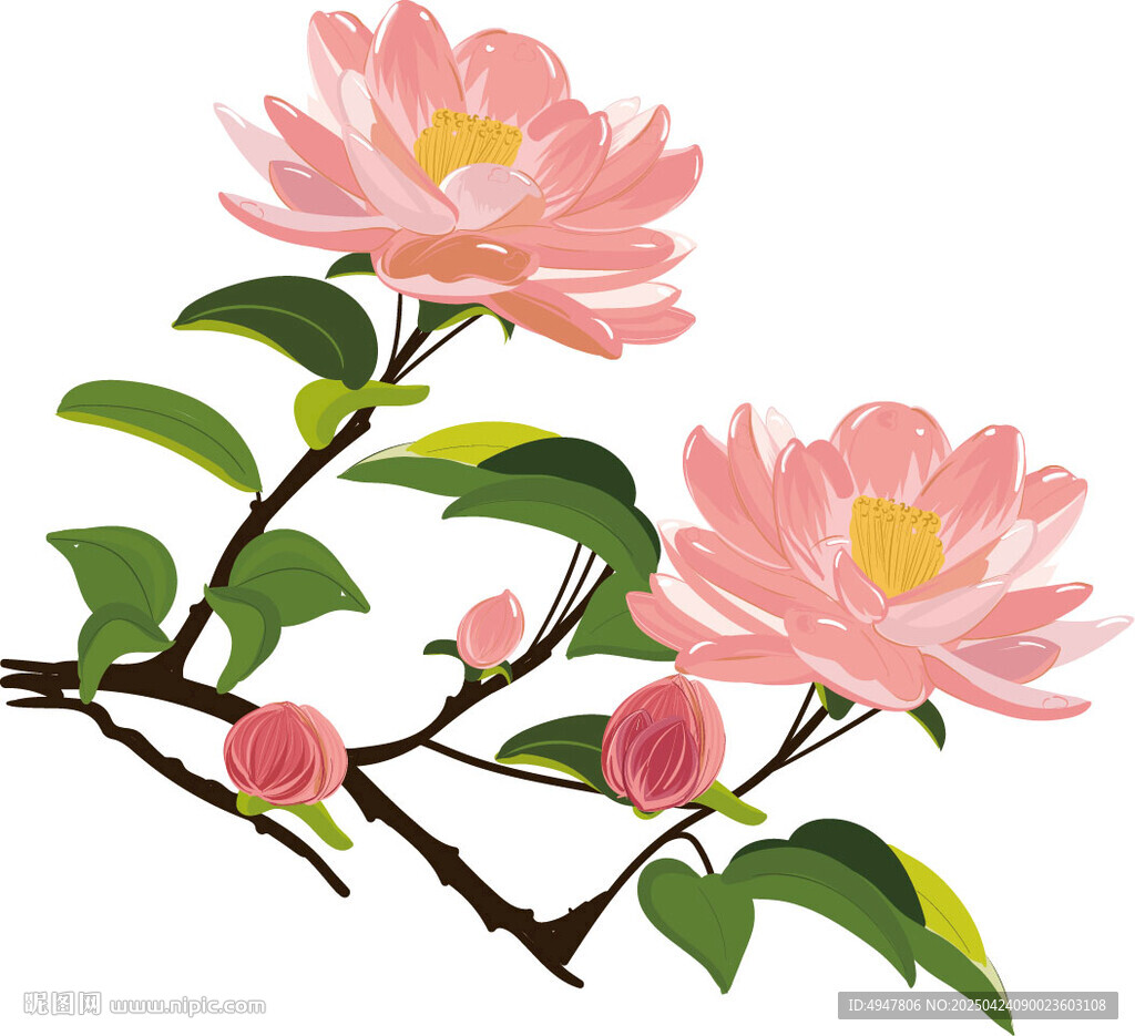 粉色山茶花插画