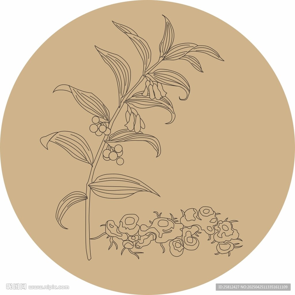 黄精线稿