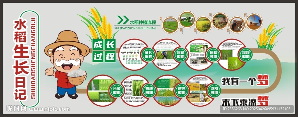 水稻种植流程文化墙