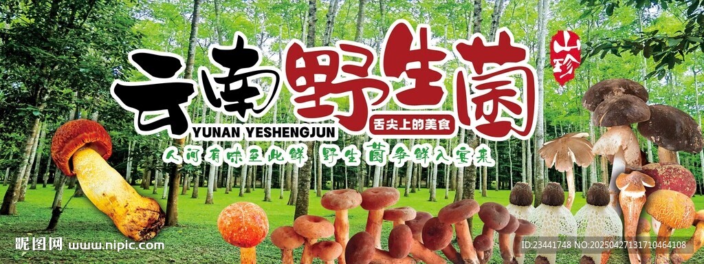 野生菌广告