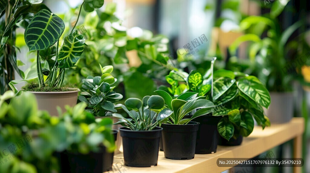室内绿植盆栽展示