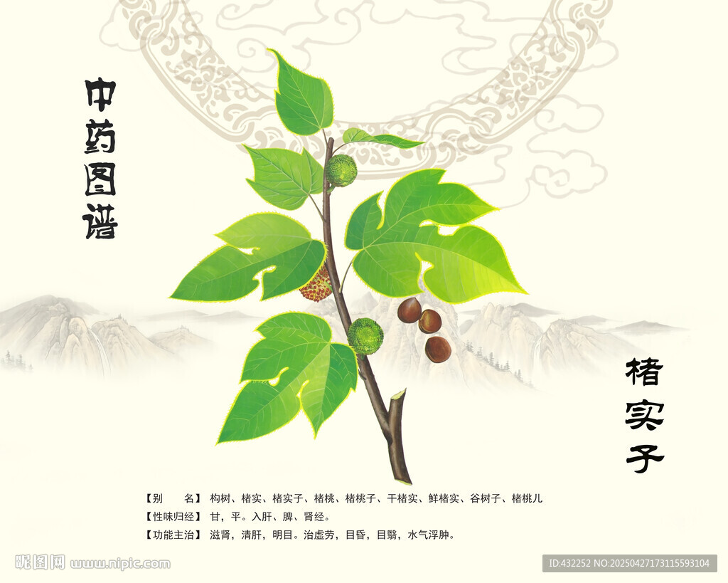楮实子中药楮实子