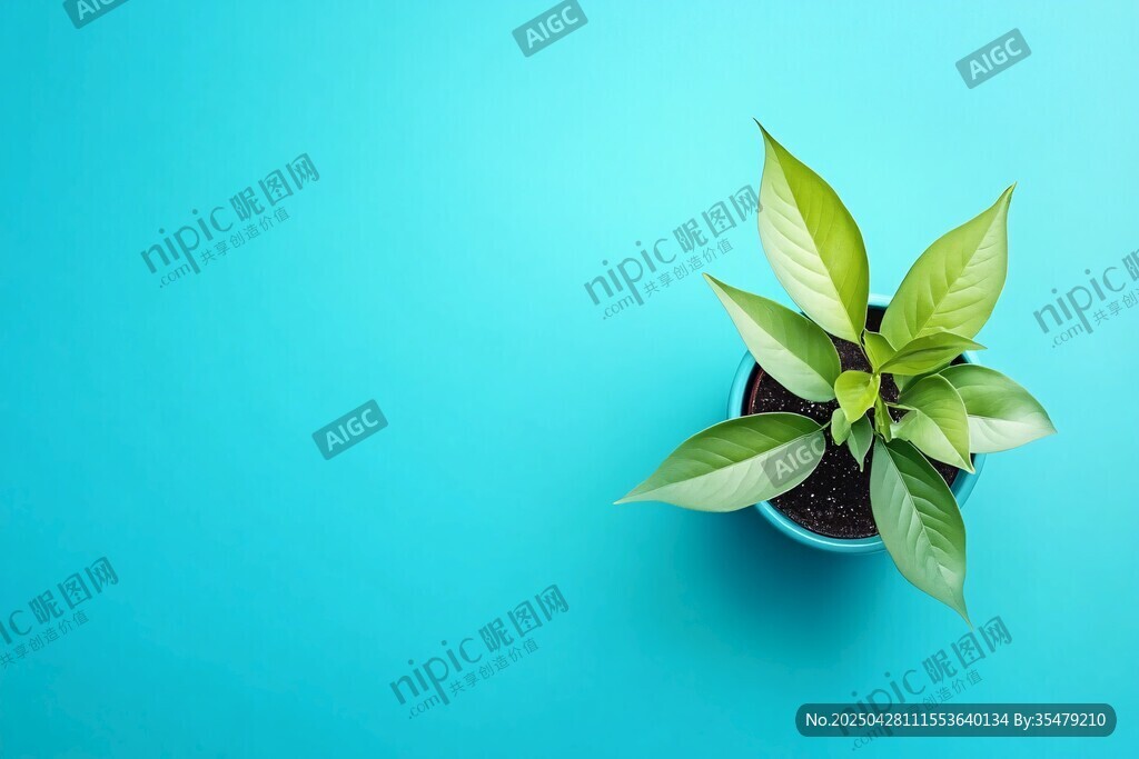 蓝底盆栽绿植清新画面