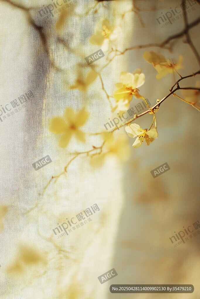 窗前黄花映光景