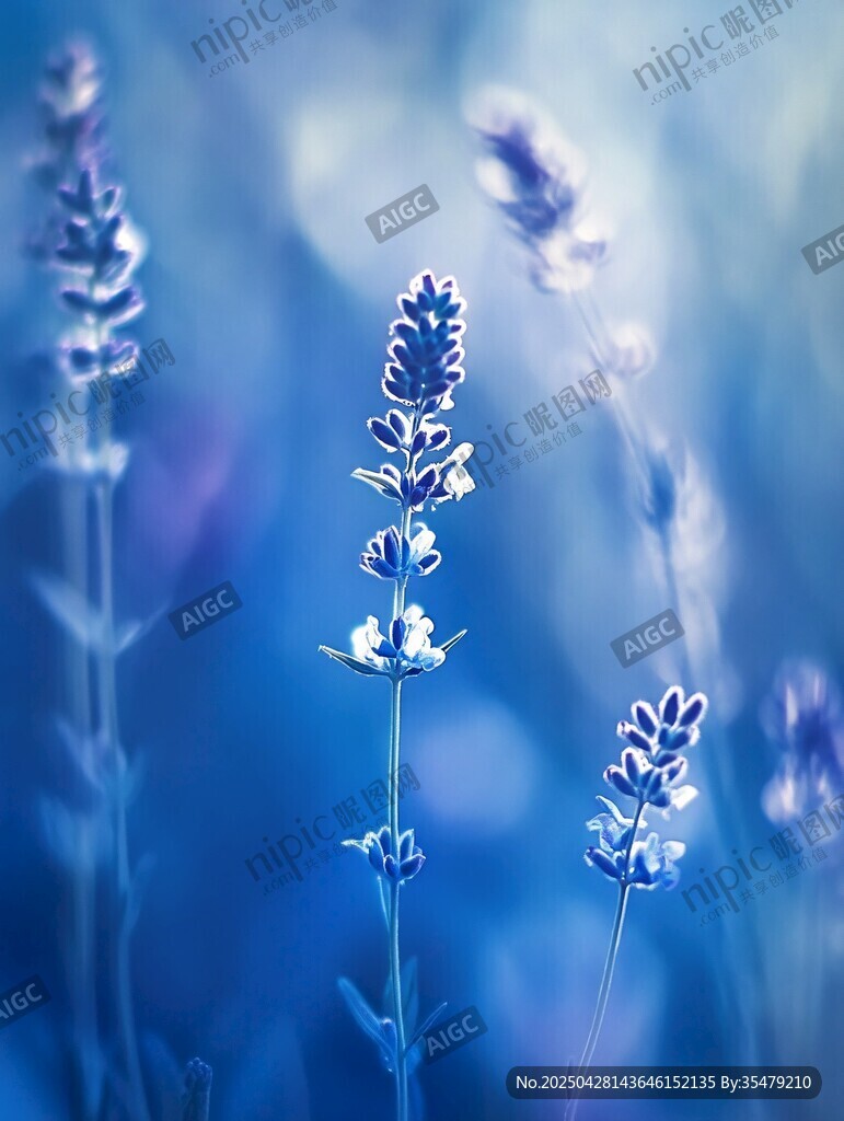 梦幻蓝调薰衣草花卉