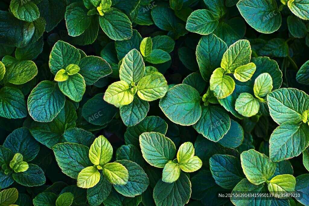 翠绿叶片的生机植物画面