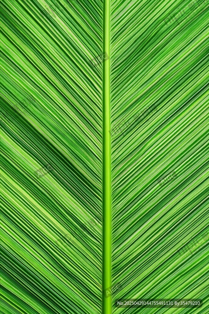 翠绿芭蕉叶纹理特写