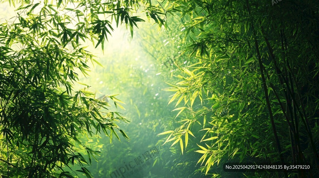 阳光洒落的静谧竹林