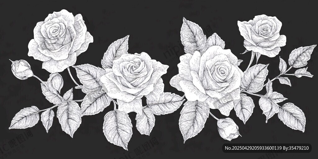 黑白玫瑰插画