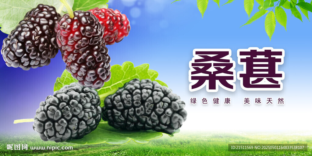 桑葚