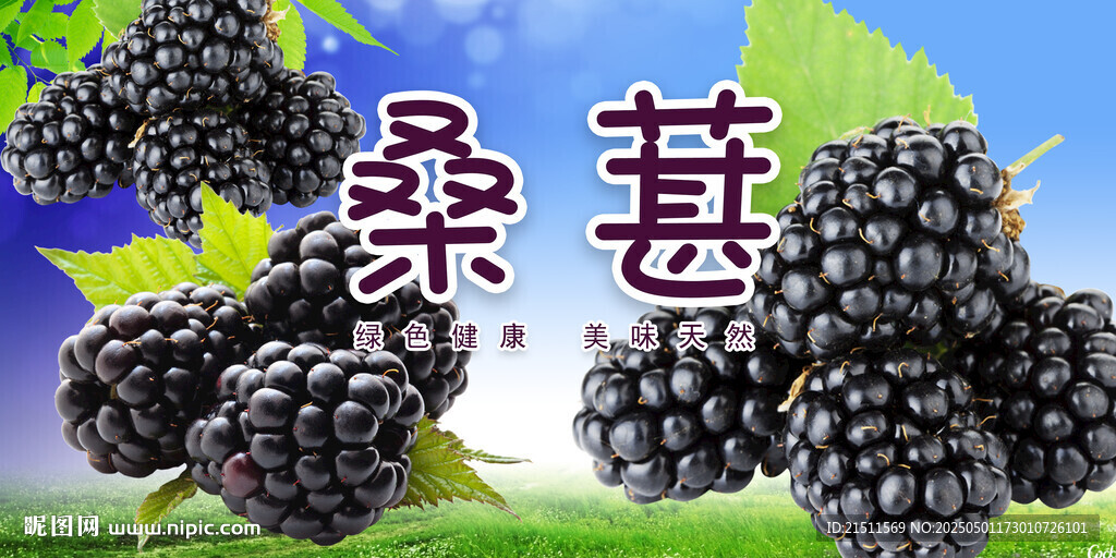 桑葚