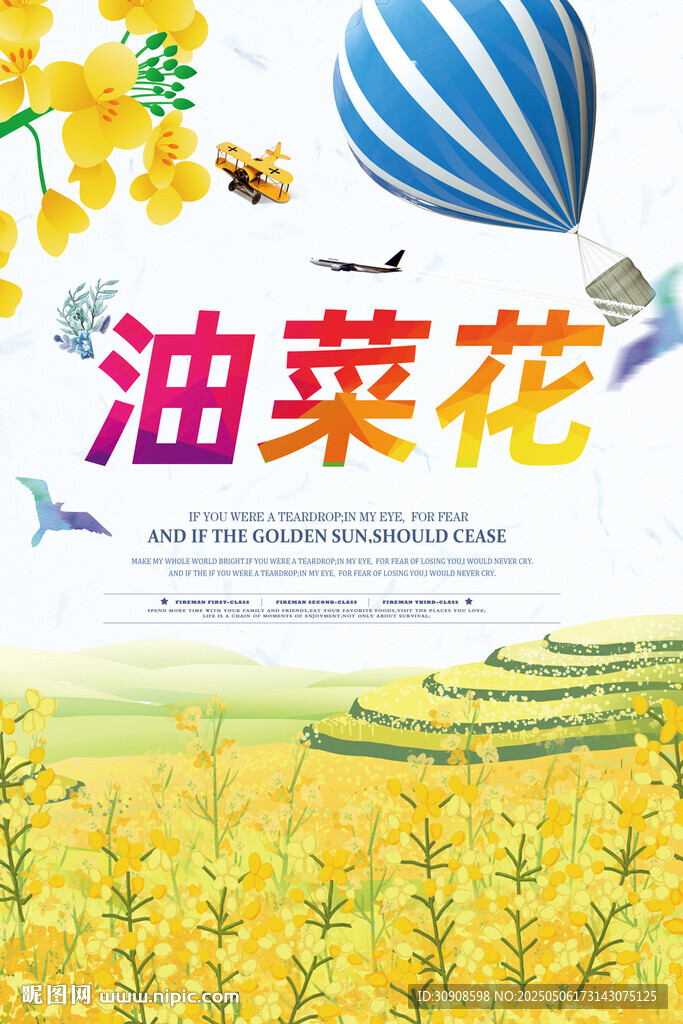 油菜花
