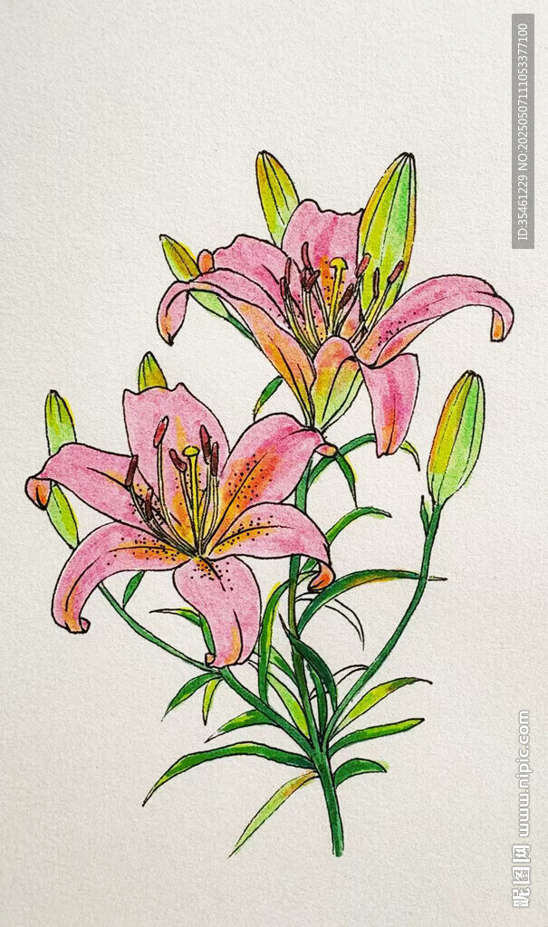 百合花手绘图