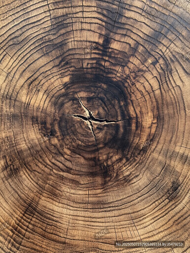 树桩年轮纹理特写