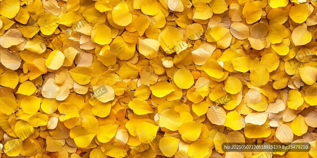 金黄玫瑰花瓣铺满画面