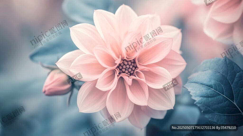 柔美粉花特写