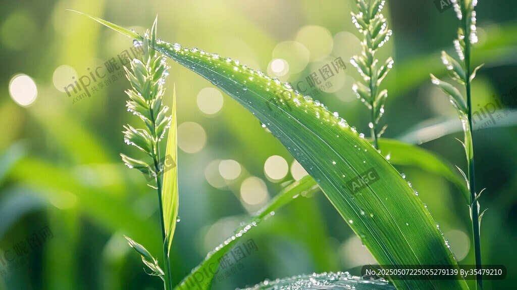 晨露青草间的清新自然景