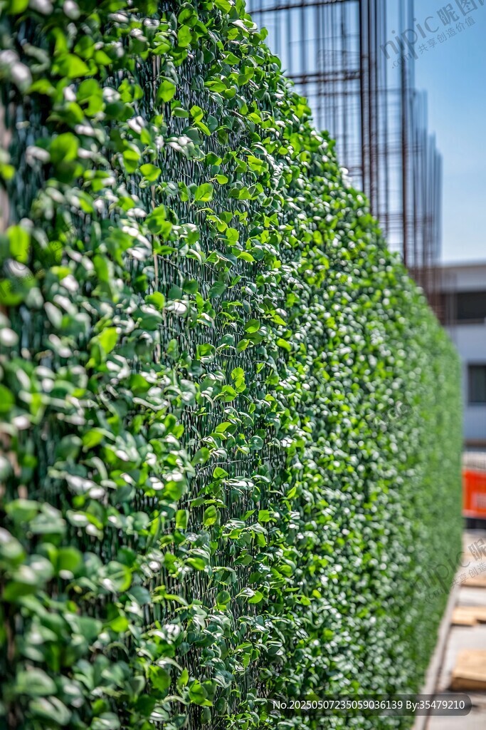翠绿植物墙 装点城市风景