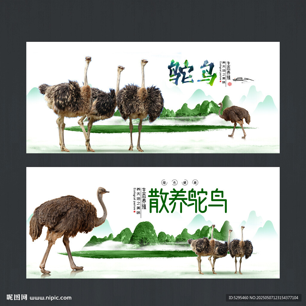 鸵鸟