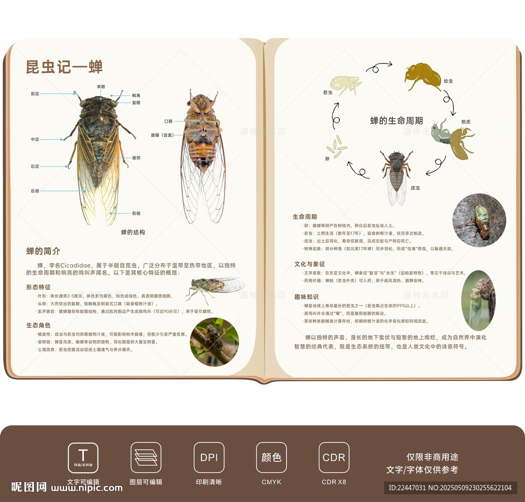 自然角区域角环创昆虫观察蝉