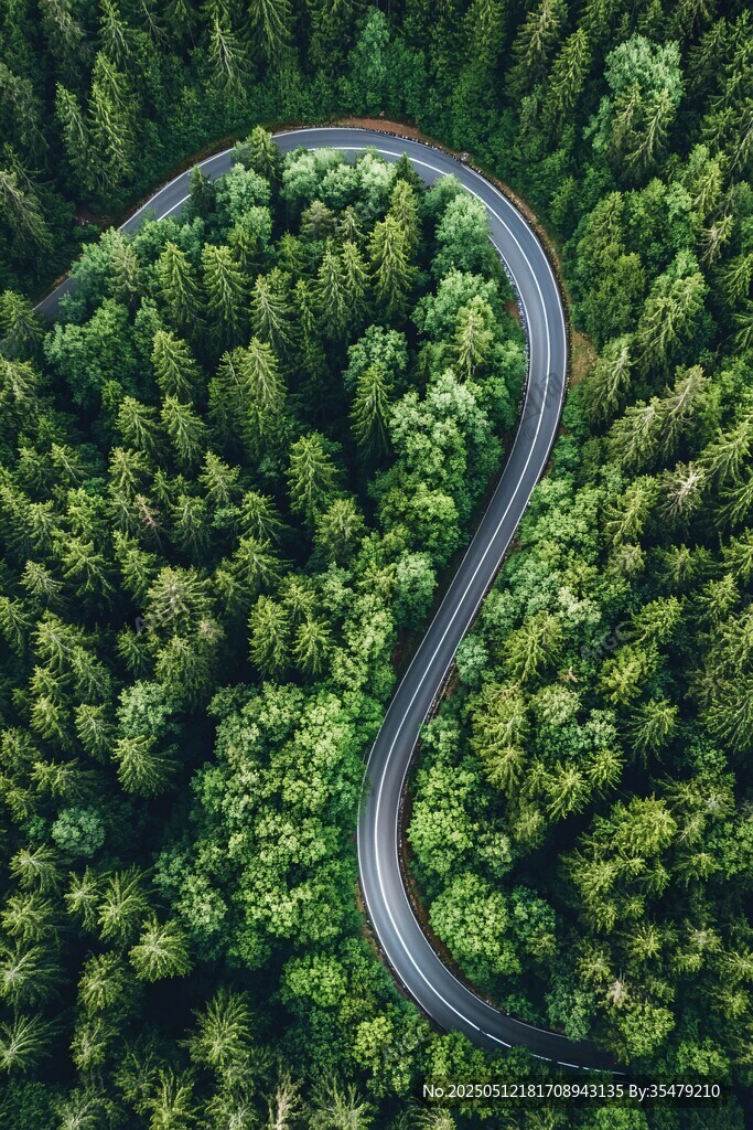 林中蜿蜒公路 绿意盎然