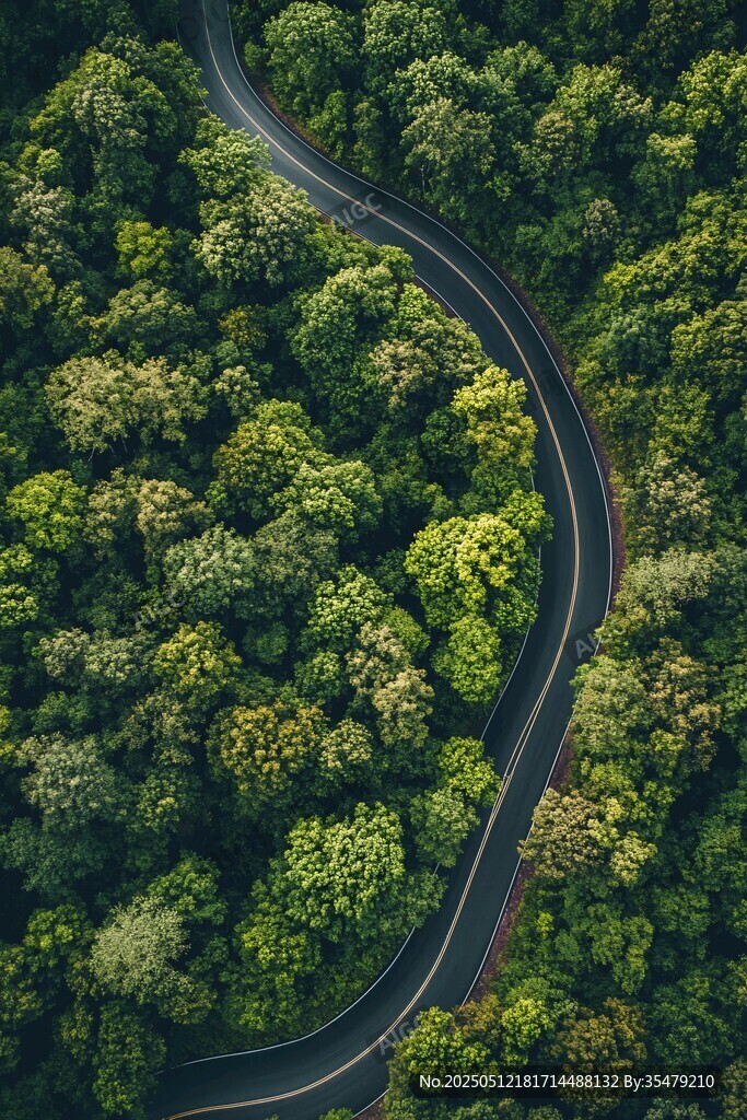 蜿蜒公路穿梭葱郁森林