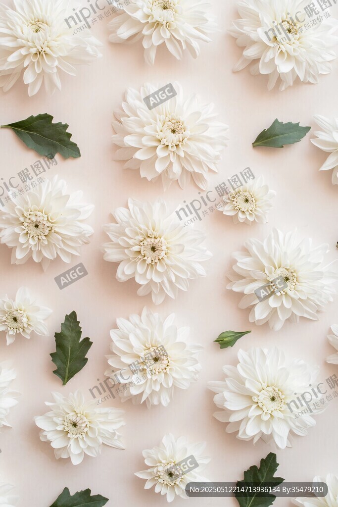 白色菊花与绿叶的清新组合