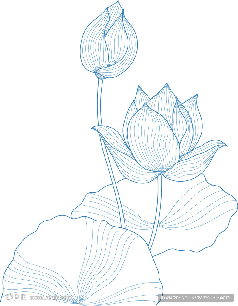 线描荷花图 矢量图