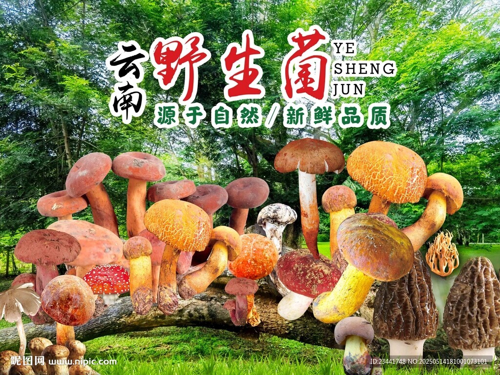野生菌海报
