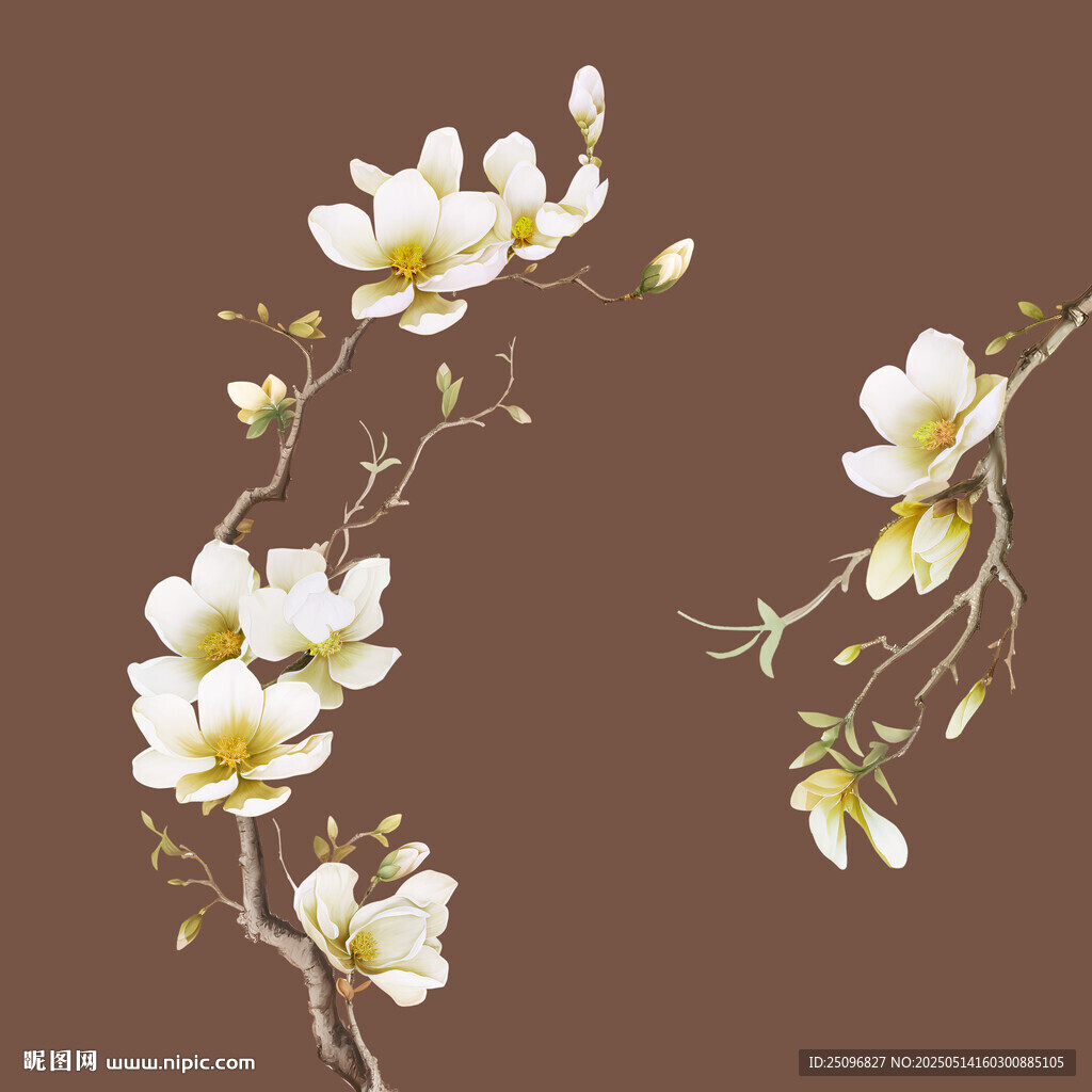 玉兰花