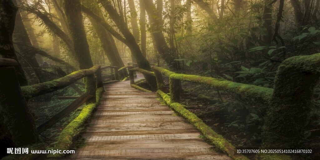 森林背景