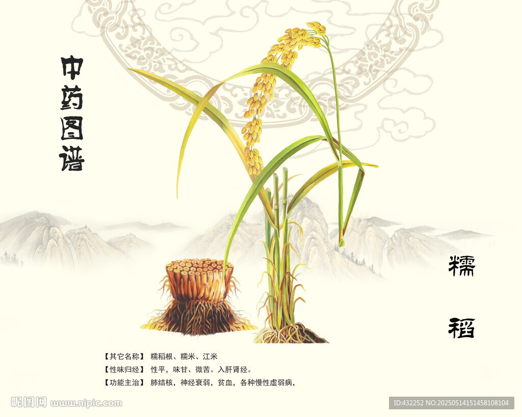 中药糯稻中药材糯米