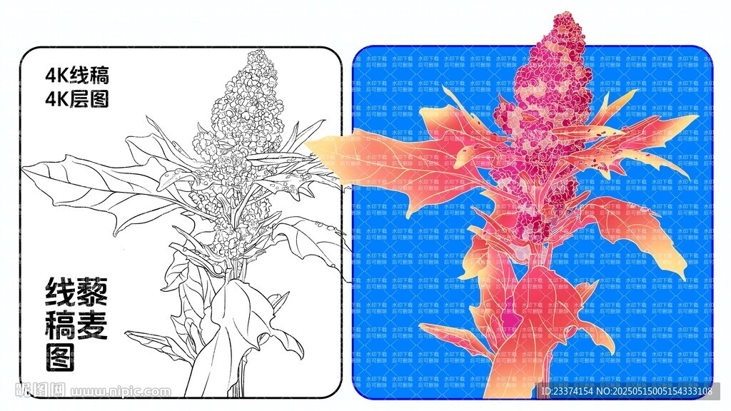 藜麦插画