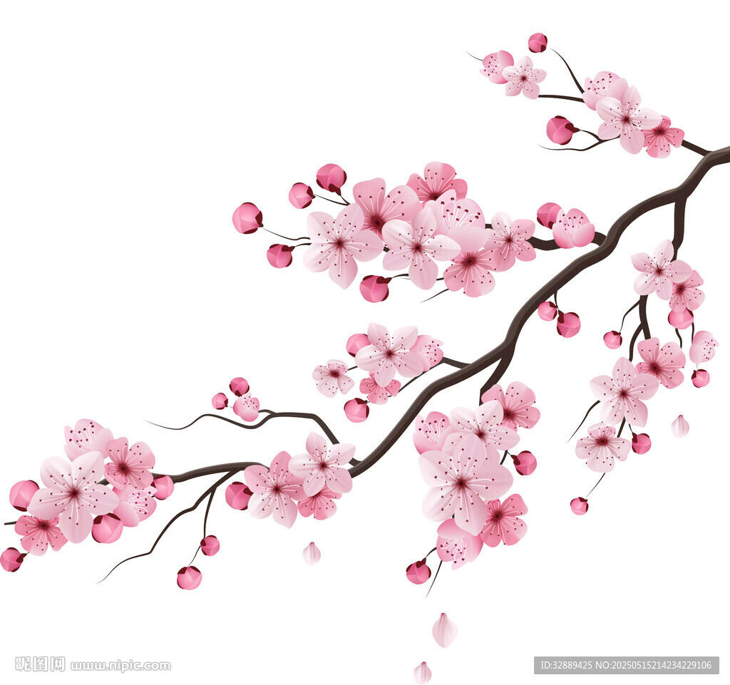 粉色烂漫樱花枝