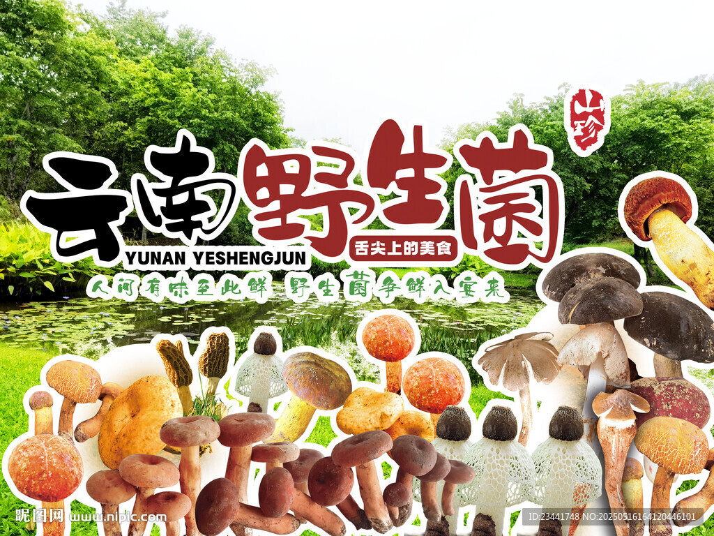 野生菌广告  