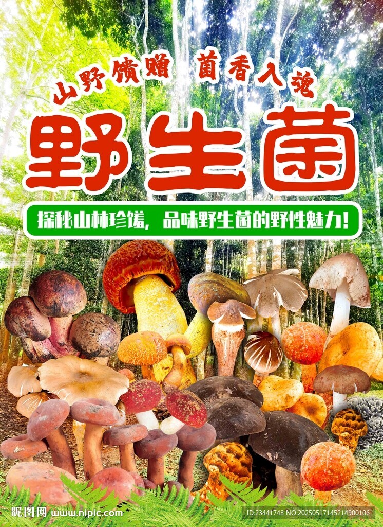 野生菌海报
