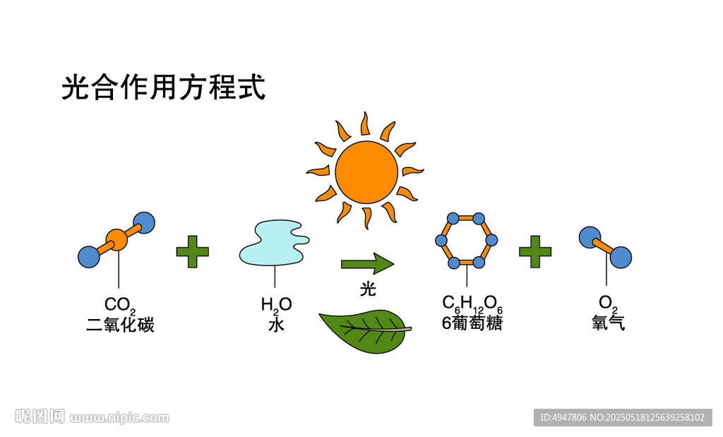 光合作用方式示意图 矢量图