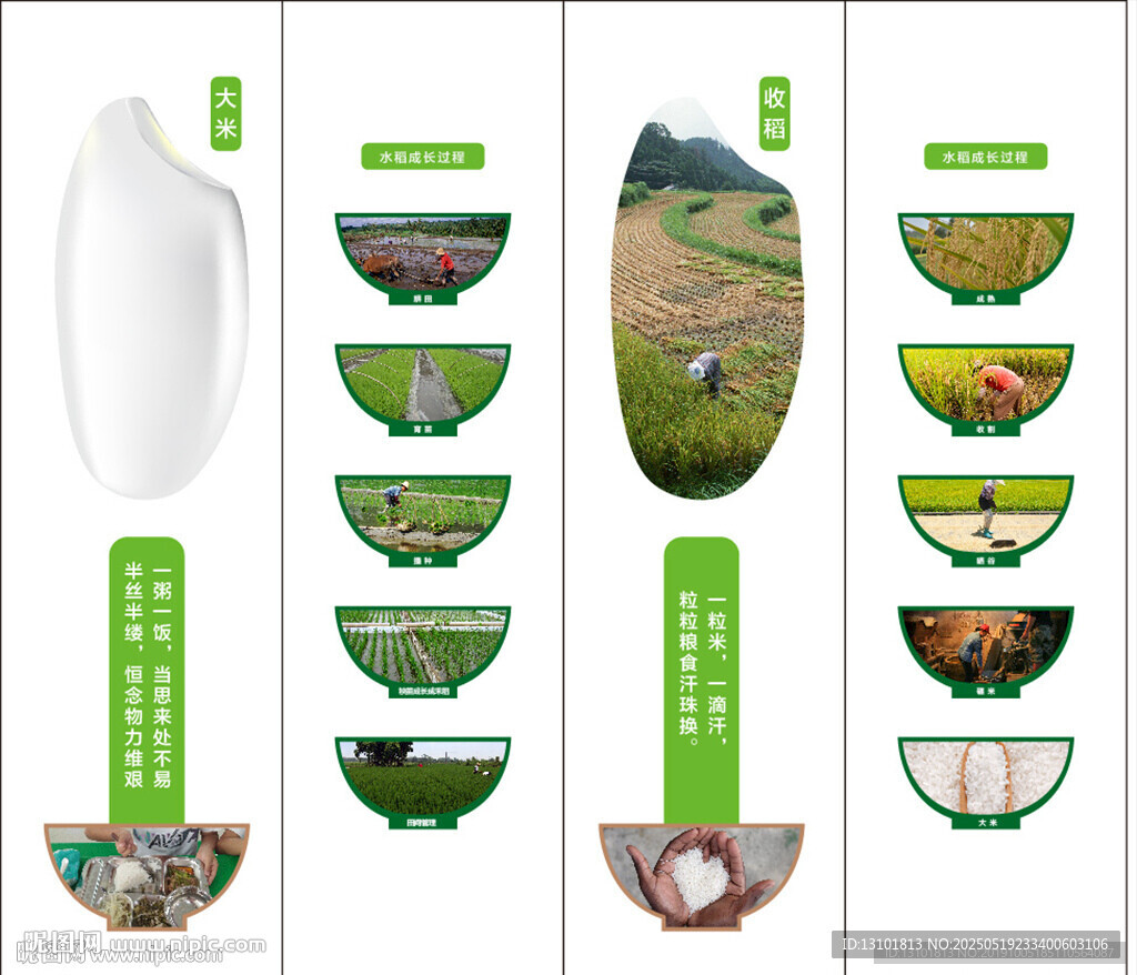 水稻种植过程